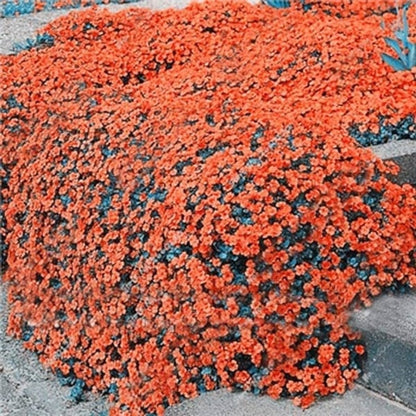 ✨🌸Low-maintenance thyme seeds🍀