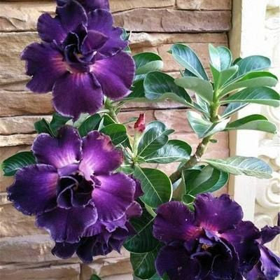 2 Pcs Rainbow Desert Rose Seeds ✨✨ LAST DAY 58% OFF