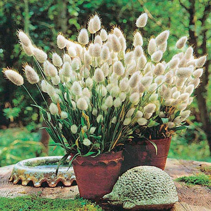 🐇Bunny Tails Ornamental Grass Seeds – Soft, Fluffy & Decorative