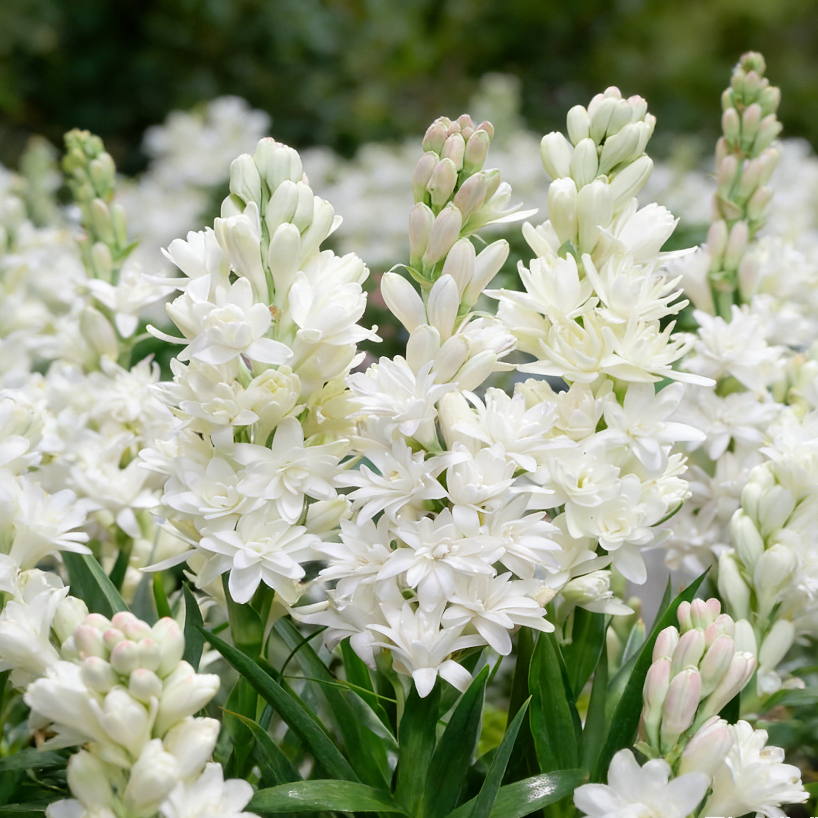 🌺Double Tuberose Bulbs - Fragrant Night Bloomer