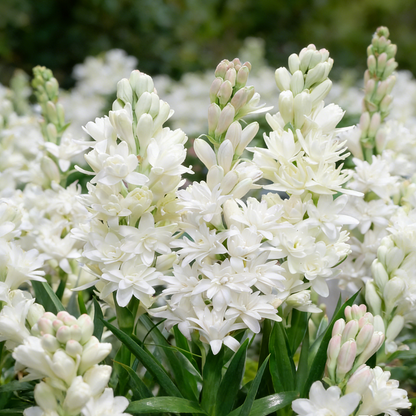 🌺Double Tuberose Bulbs - Fragrant Night Bloomer