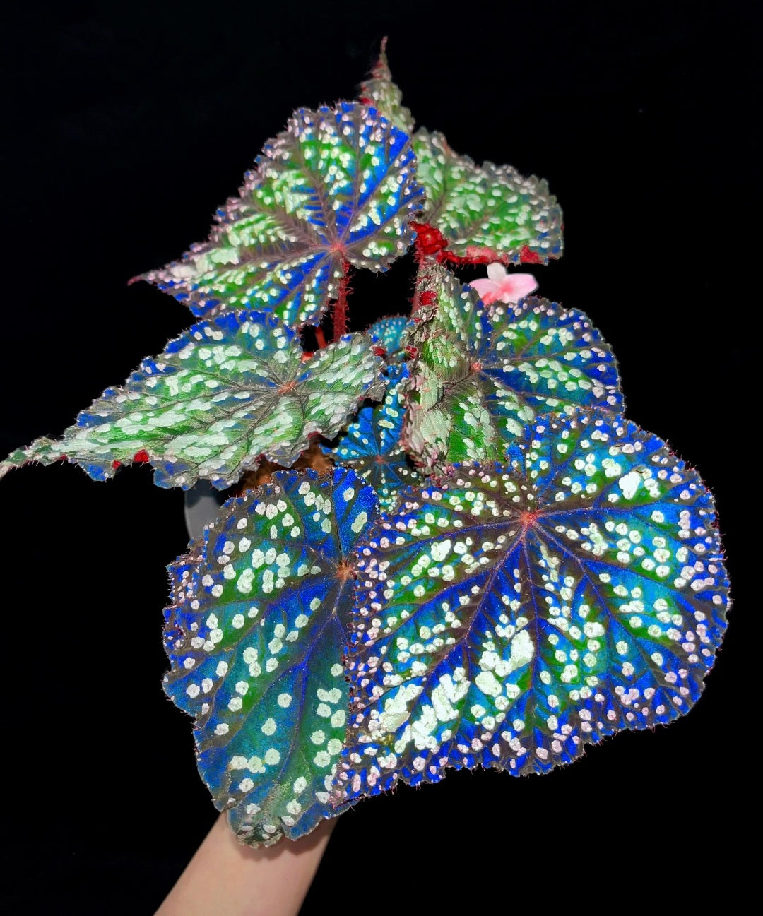 🌿Premium Begonia Seeds: A Rainbow of Blooms for Your Garden – Cultivated with Love by a Passionate Grower 🌈