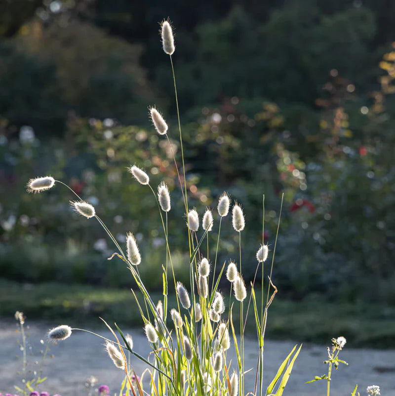 🐇Bunny Tails Ornamental Grass Seeds – Soft, Fluffy & Decorative
