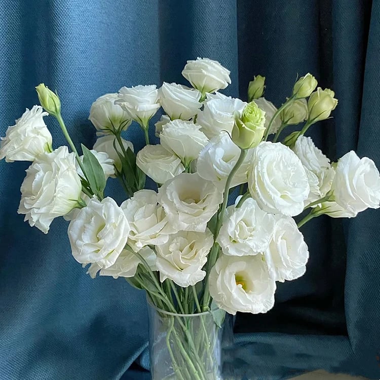 🔥Hot Sale 50% OFF🌱Eustoma Thornless Rose💐Lisanthus Seeds