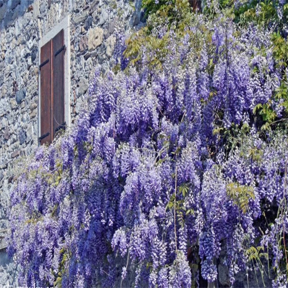 🌸Wisteria Seeds - The Garden’s Cascading Beauty All Year Round💗