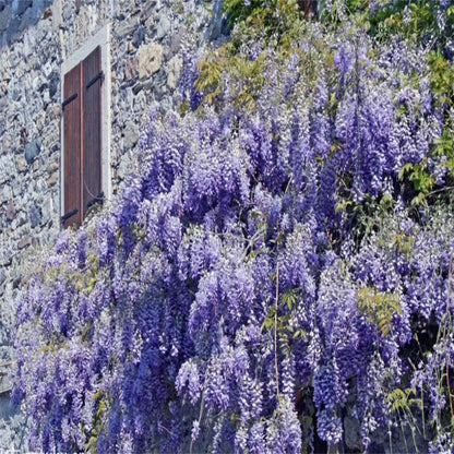 🌸Wisteria Seeds - The Garden’s Cascading Beauty All Year Round💗