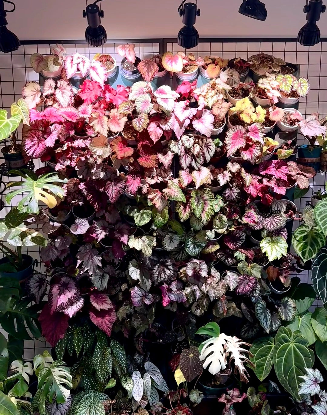 🌿Premium Begonia Seeds: A Rainbow of Blooms for Your Garden – Cultivated with Love by a Passionate Grower 🌈