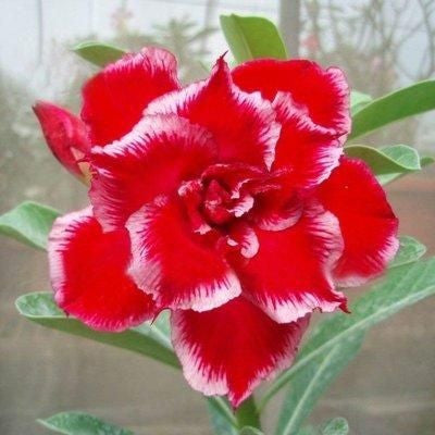 Desert Rose Seeds🌹Multiple Varieties🌈 Heat-Resistant✨