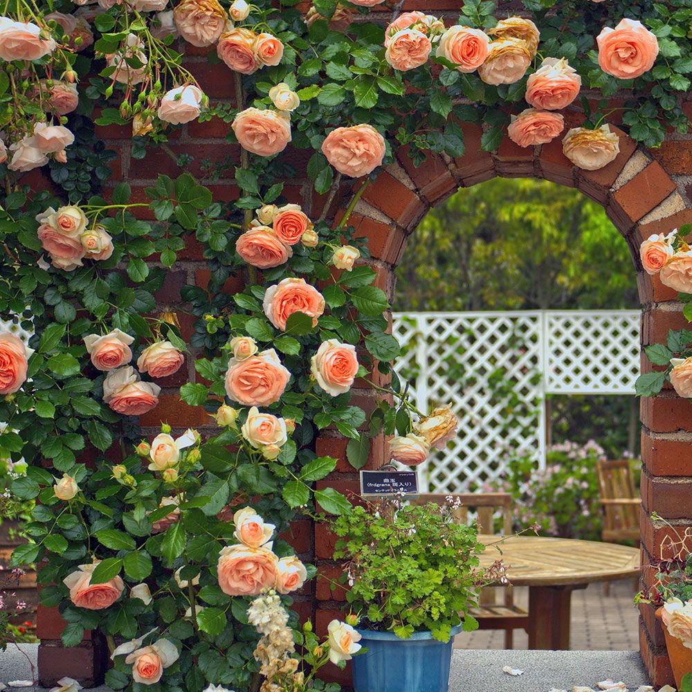 Orange Climbing Rose Seeds