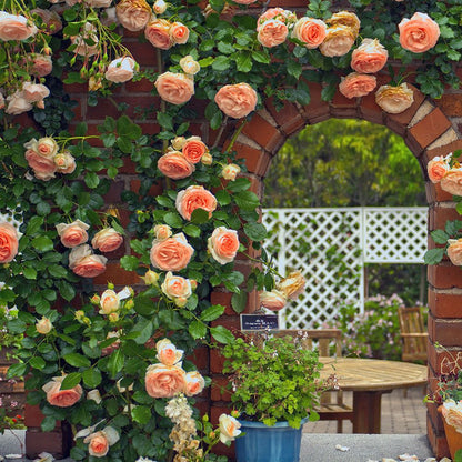 Orange Climbing Rose Seeds