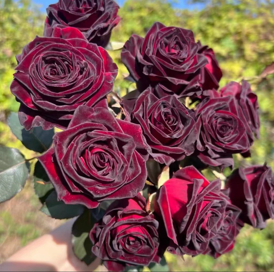 On sale！🌹🖤New for Spring🥰Black Buck Rose