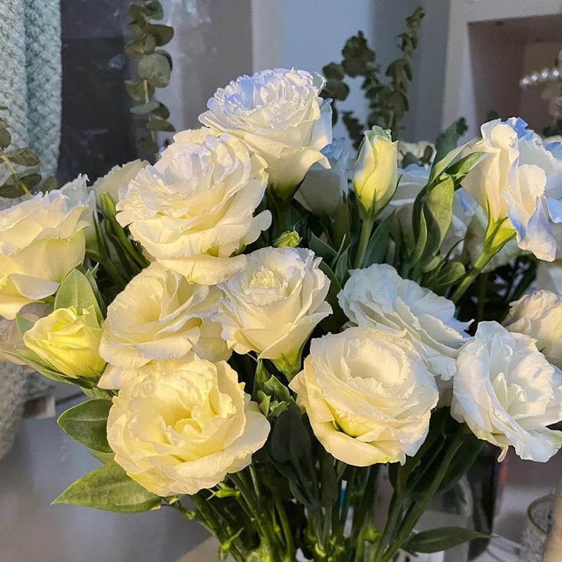 🔥Hot Sale 50% OFF🌱Eustoma Thornless Rose💐Lisanthus Seeds
