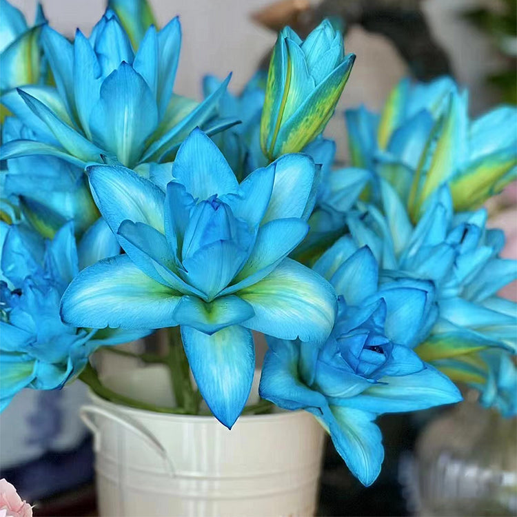 🌷Double-Flowered Perfume Lily Bulbs