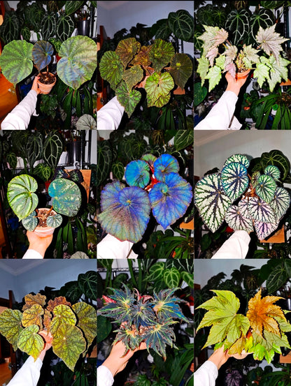 🌿Premium Begonia Seeds: A Rainbow of Blooms for Your Garden – Cultivated with Love by a Passionate Grower 🌈