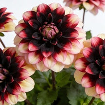 🔥Hot Sale🌱Potted Premium Dwarf Dahlia