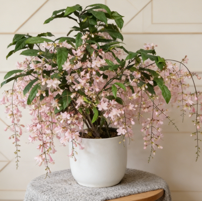 🔥50% Off Only Today🌸 Weeping Jasmine Seeds🌸