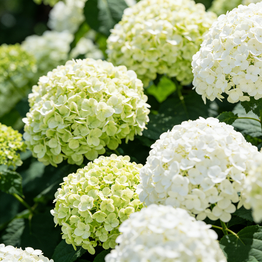🔥New Arrivals🌸Hydrangea Seeds of Bliss☁️✨