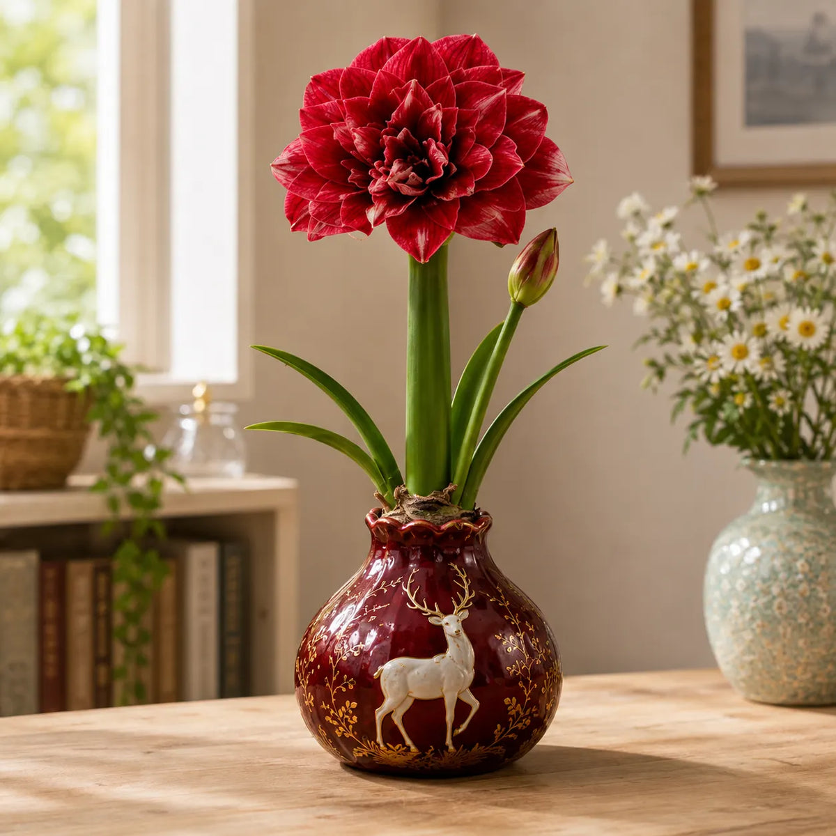 🌺 Waxed Double Amaryllis Bulbs | No Soil, No Routine Watering
