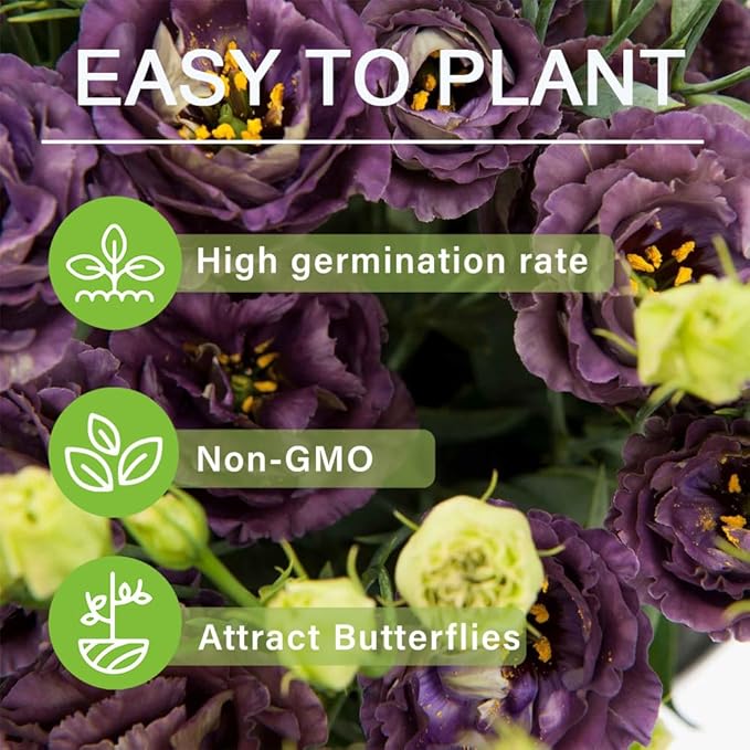 🔥Hot Sale 50% OFF🌱Eustoma Thornless Rose💐Lisanthus Seeds