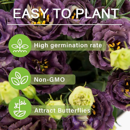 🔥Hot Sale 50% OFF🌱Eustoma Thornless Rose💐Lisanthus Seeds