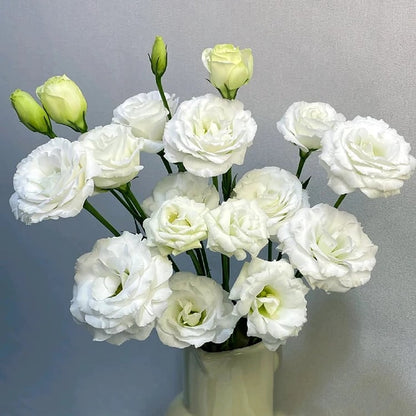 🔥Hot Sale 50% OFF🌱Eustoma Thornless Rose💐Lisanthus Seeds
