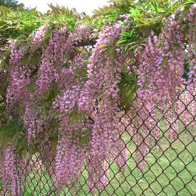 🌸Wisteria Seeds - The Garden’s Cascading Beauty All Year Round💗