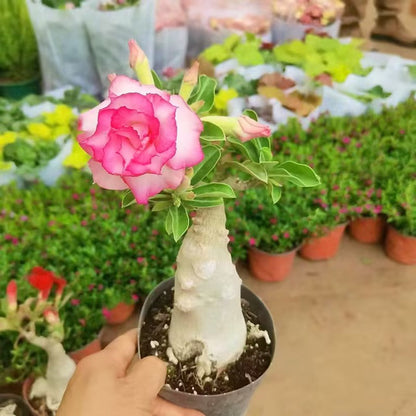 Desert Rose Seeds🌹Multiple Varieties🌈 Heat-Resistant✨