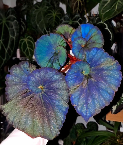 🌿Premium Begonia Seeds: A Rainbow of Blooms for Your Garden – Cultivated with Love by a Passionate Grower 🌈