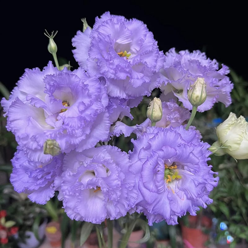 🔥Hot Sale 50% OFF🌱Eustoma Thornless Rose💐Lisanthus Seeds