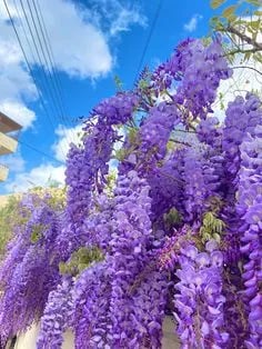 🌸Wisteria Seeds - The Garden’s Cascading Beauty All Year Round💗