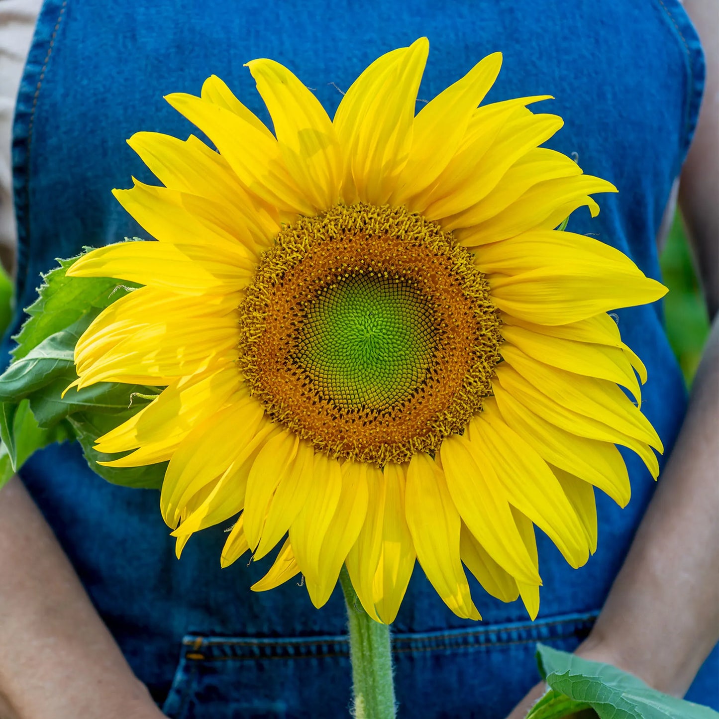 🌻🌻'Sunlight Giant' Sunflower Seeds - Yellow