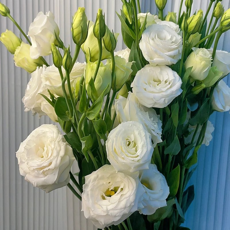 🔥Hot Sale 50% OFF🌱Eustoma Thornless Rose💐Lisanthus Seeds