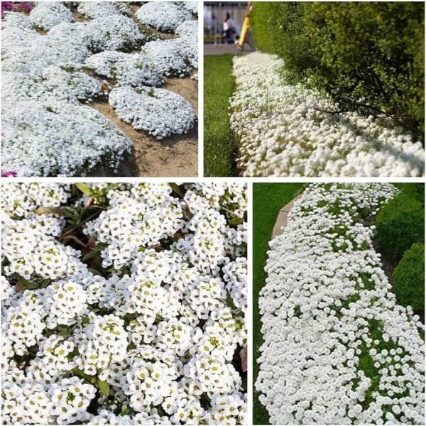✨🌸Low-maintenance thyme seeds🍀