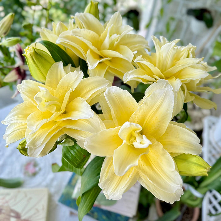 🌷Double-Flowered Perfume Lily Bulbs