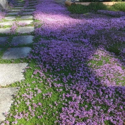 ✨🌸Low-maintenance thyme seeds🍀