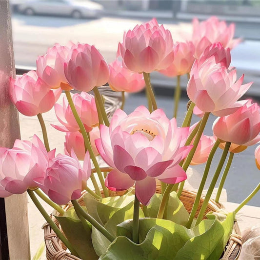 💐Super Hot Bonsai Bowl Lotus Flower