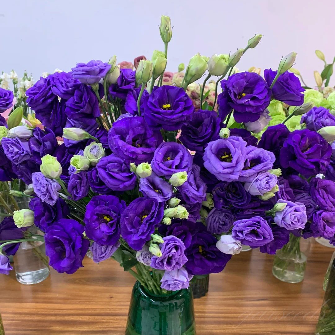 🔥Hot Sale 50% OFF🌱Eustoma Thornless Rose💐Lisanthus Seeds