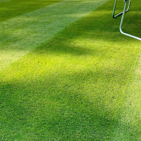 🏡EverGreen Perennial Ryegrass Seeds – Rapid Growth for Stunning Lawns