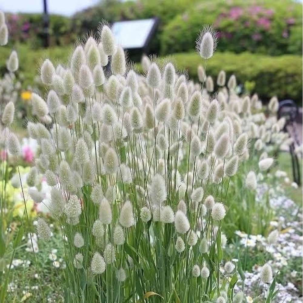 🐇Bunny Tails Ornamental Grass Seeds – Soft, Fluffy & Decorative