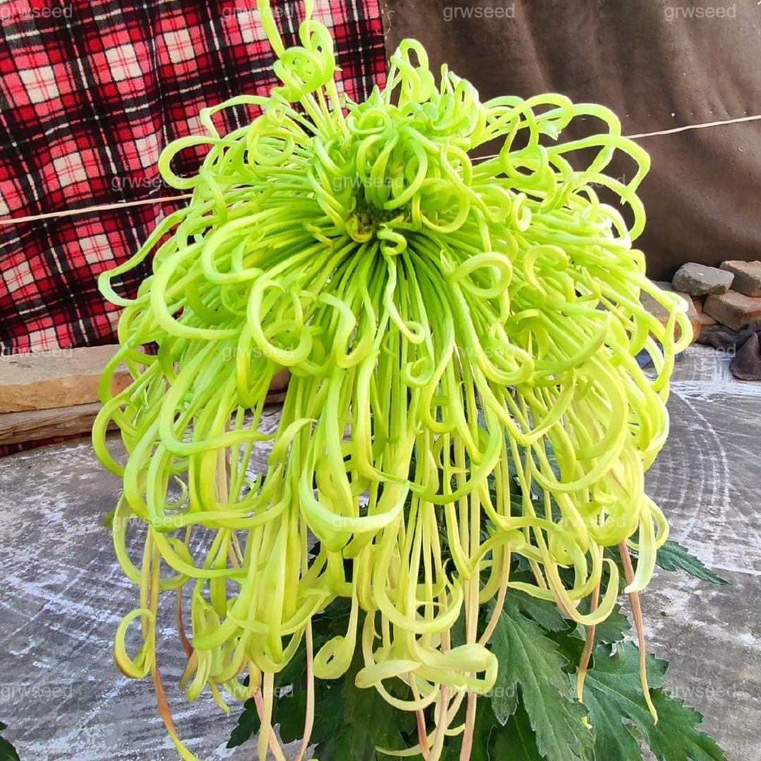 🔥Hot sale🌸Royal Spider Chrysanthemum Seeds