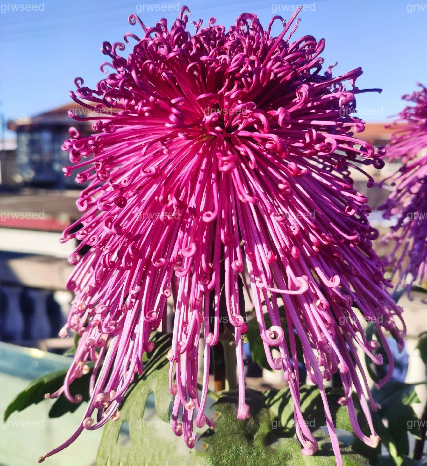 🔥Hot sale🌸Royal Spider Chrysanthemum Seeds