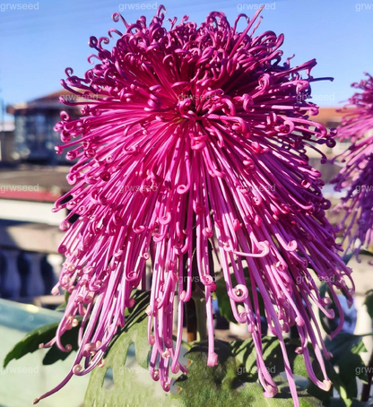 🔥Hot sale🌸Royal Spider Chrysanthemum Seeds