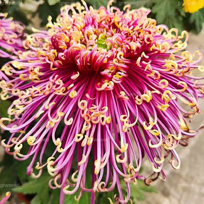 🔥Hot sale🌸Royal Spider Chrysanthemum Seeds