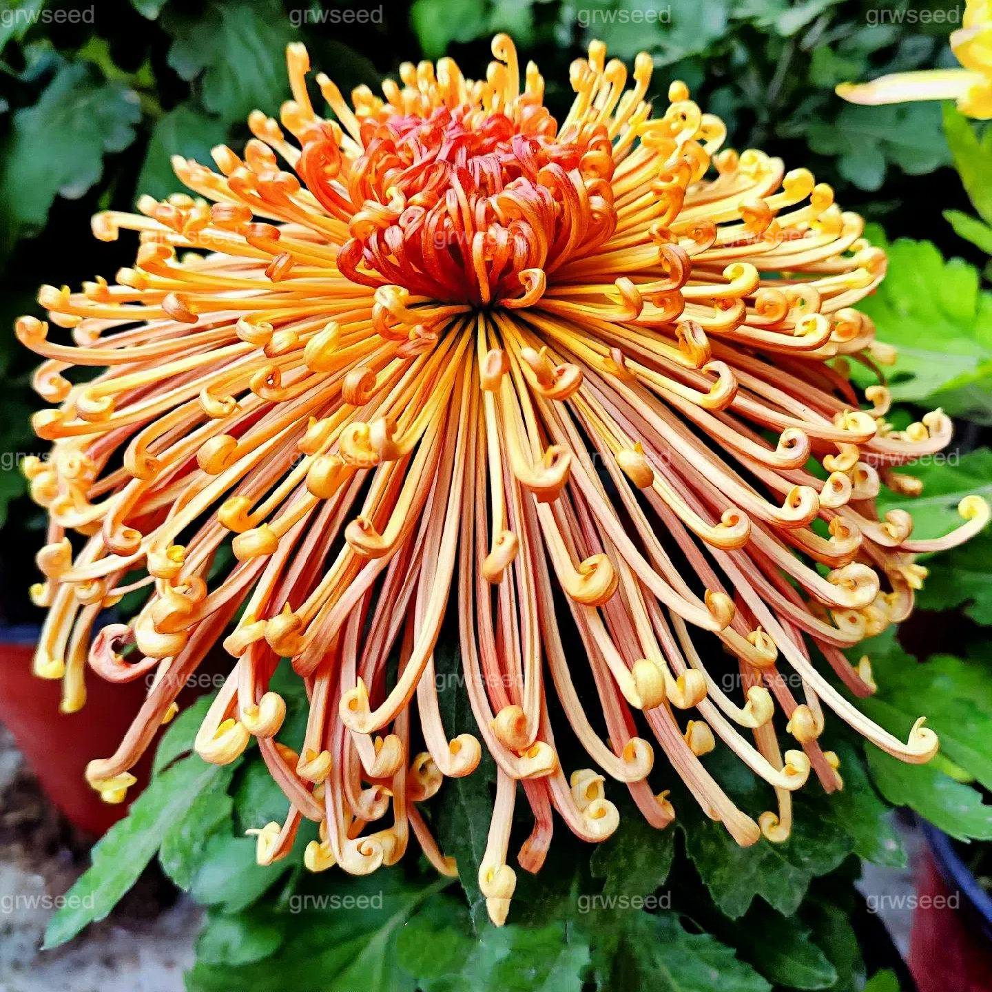 🔥Hot sale🌸Royal Spider Chrysanthemum Seeds