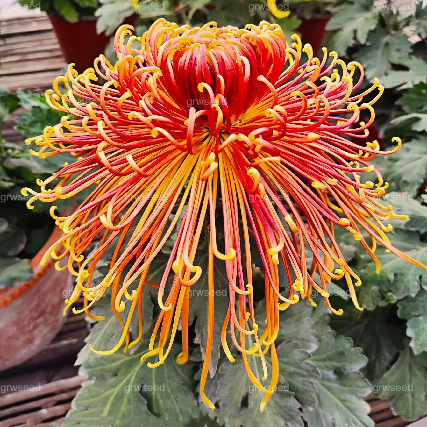 🔥Hot sale🌸Royal Spider Chrysanthemum Seeds