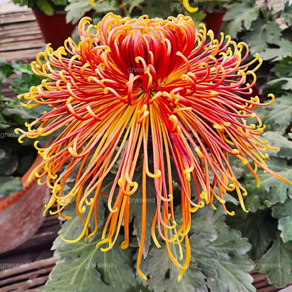 🔥Hot sale🌸Royal Spider Chrysanthemum Seeds