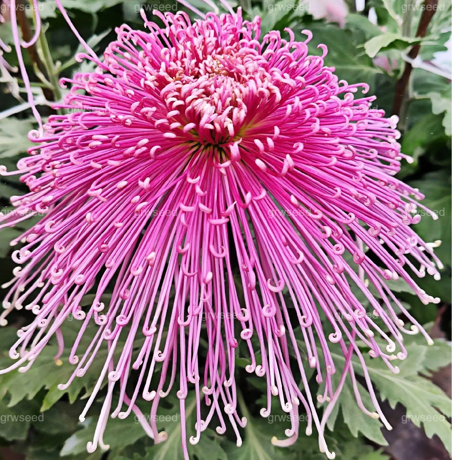 🔥Hot sale🌸Royal Spider Chrysanthemum Seeds
