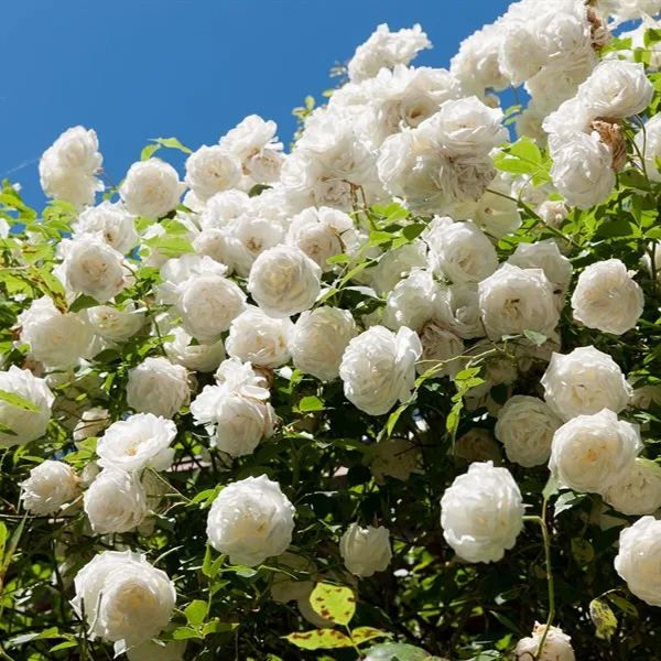 White Climbing Rose Seeds