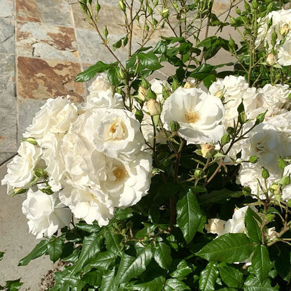 White Climbing Rose Seeds