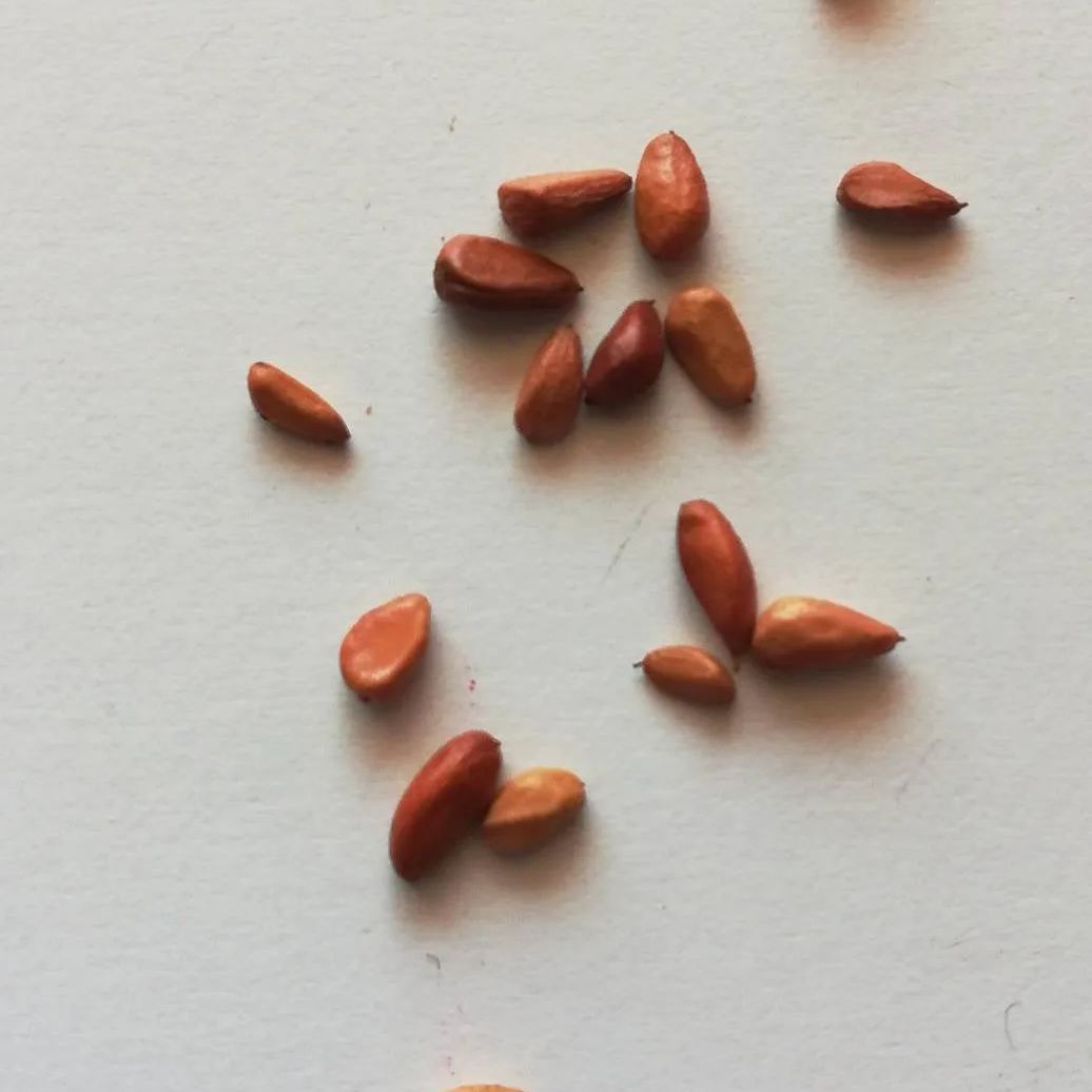 Orange white roses seeds - 20 seeds -meteor shower roses seeds code 535